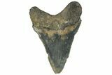 Serrated, Fossil Megalodon Tooth - North Carolina #295164-1